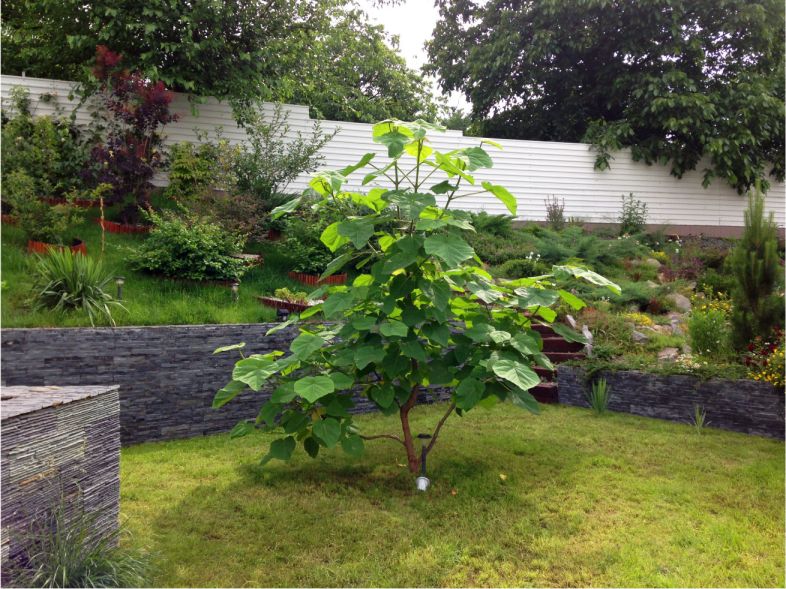 decorative green tree