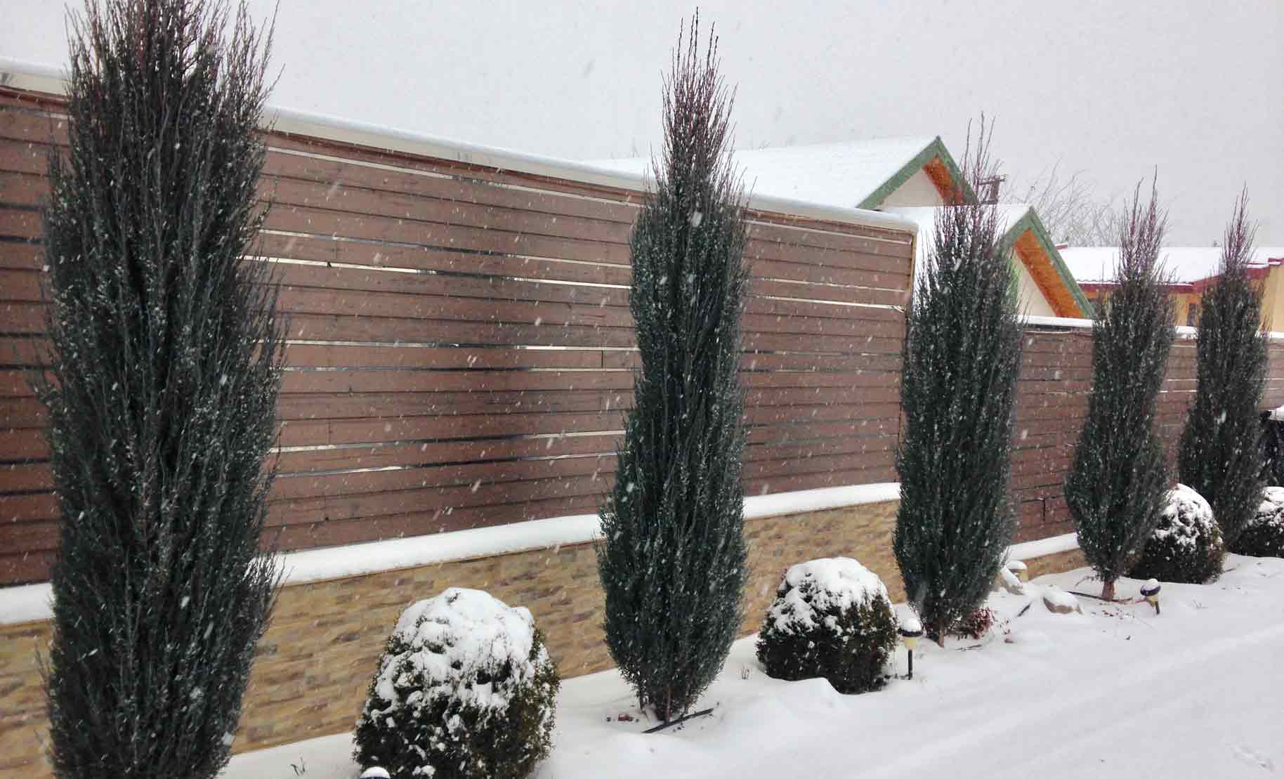 conifers in winter