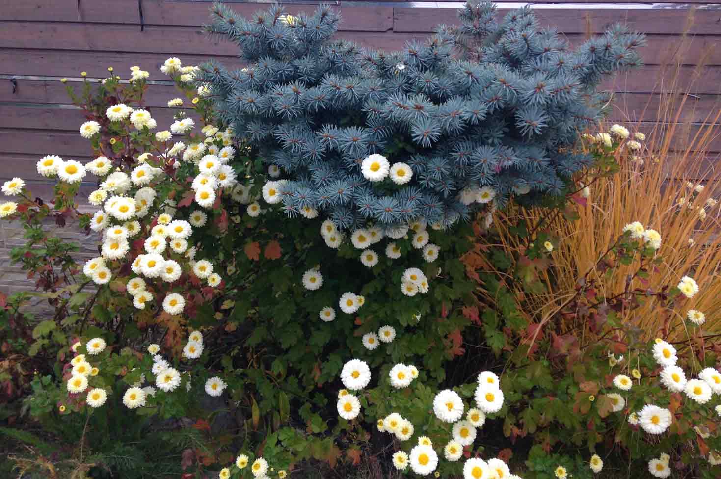 flowers and conifers in the garden