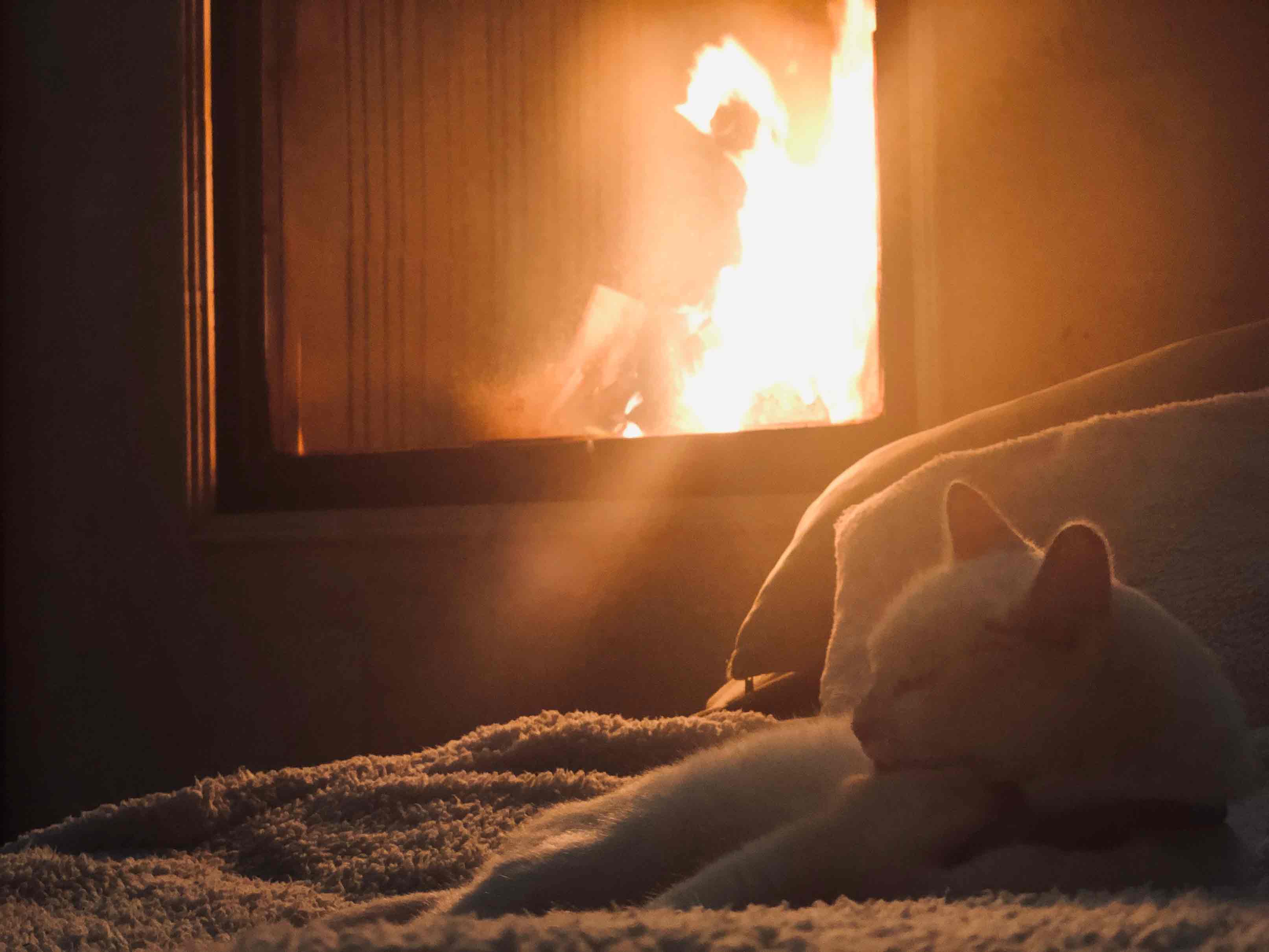 cat in front of the fireplace